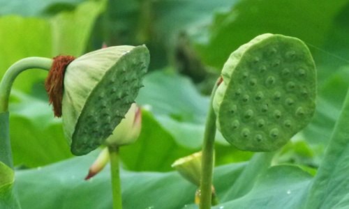 宝宝脸上手上起红色包网宝宝脸上长红色的疙瘩知识网站,分享宝宝脸上和身上起了红色的小点点大全